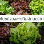 ประโยชน์ของการกิน ผักสลัดออร์แกนิค